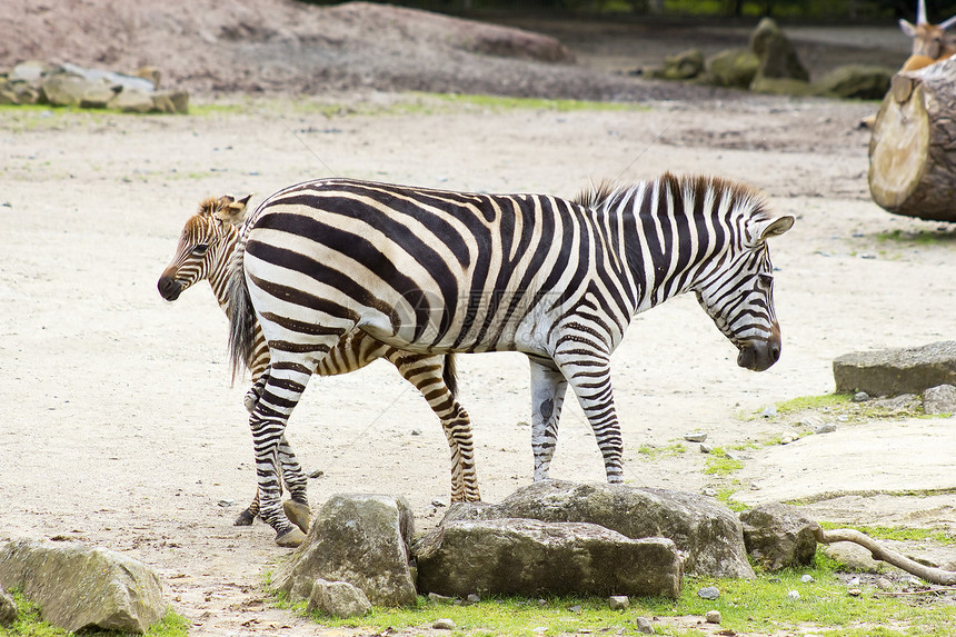 动物园中的两只斑马成人哺乳动物动物学动物场地食草野生动物皮肤脖子鬃毛图片