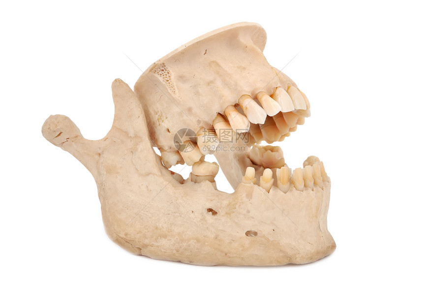 人的下巴牙科口腔科保健牙医牙周牙齿王冠卫生宏观树桩图片
