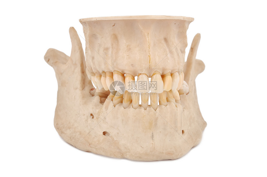 人的下巴树桩实验室宏观王冠口腔科石膏牙医臼齿塑料保健图片