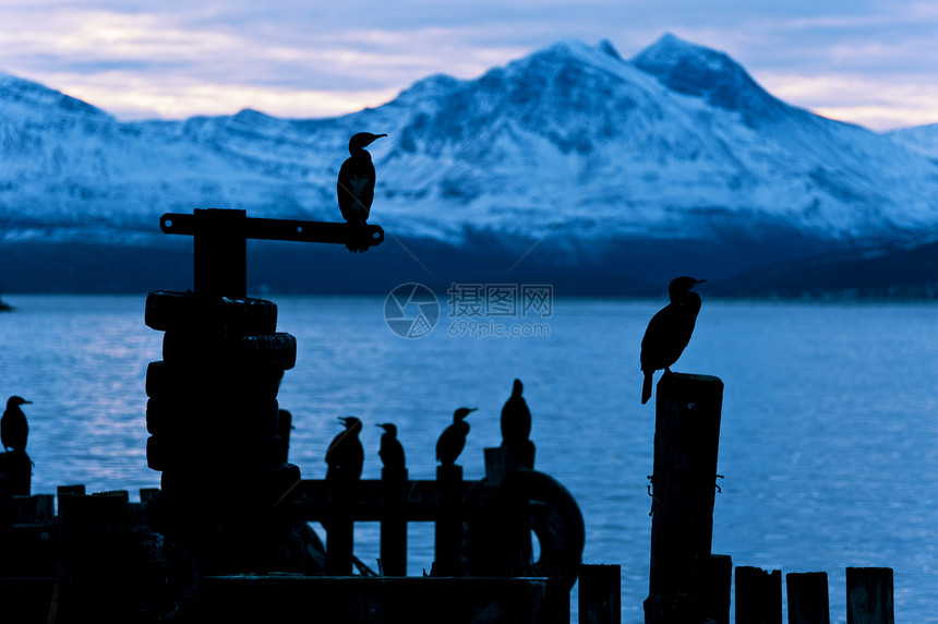 Cormoran鸟在冬季坐在挪威Fjord的码头上野生动物蓝色钓鱼荒野港口岩石海洋动物天空场景图片