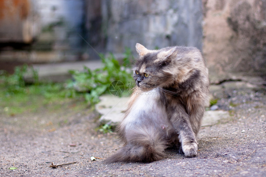 坐着猫猫科宠物石头姿势沥青白色木头院子棕色灰色图片