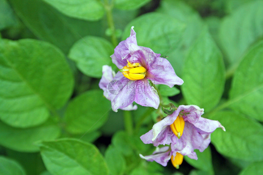 土豆厂农场蔬菜叶子紫色植物群环境水果场景土地生长图片