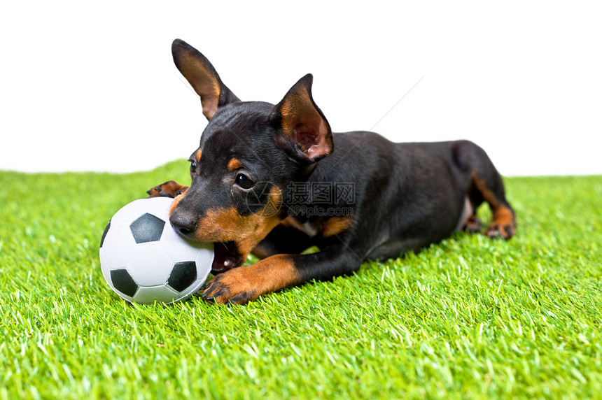 年轻的小狗狗 躺下与橄榄球黑色白色足球猎犬毛皮玩具小狗尾巴图片