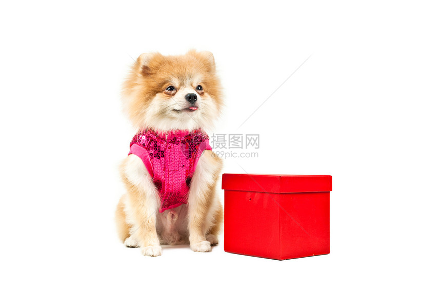 红箱旁边的波美拉尼狗礼物猎犬毛皮玩具展示尾巴白色礼品盒小狗红色图片