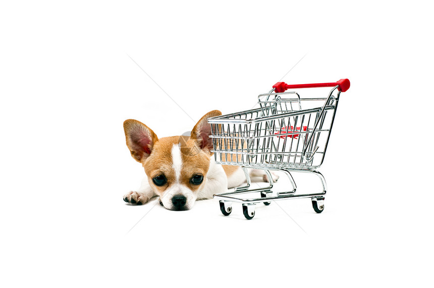 一辆空购物车旁边的波美拉尼狗小狗红色猎犬尾巴犬类购物白色玩具大车毛皮图片
