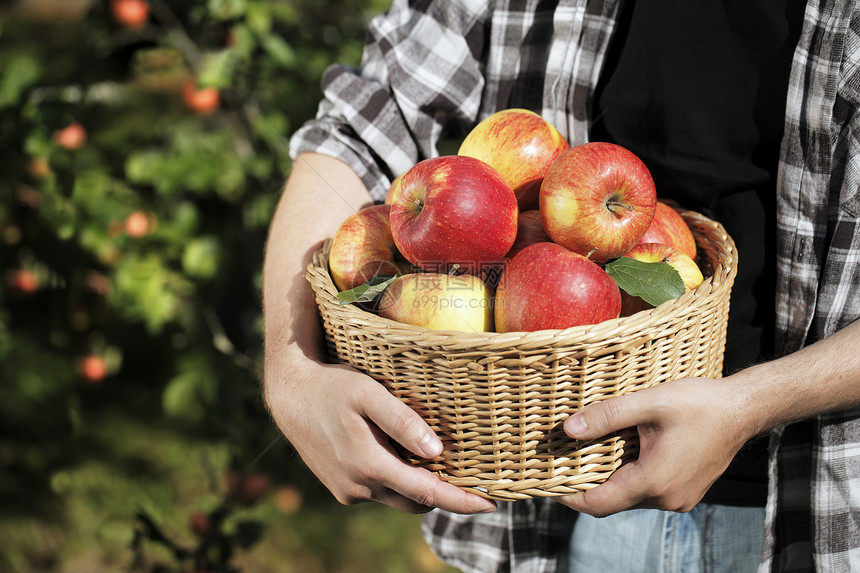 苹果收获花园水果柳条农民收成男人食物持有篮子图片