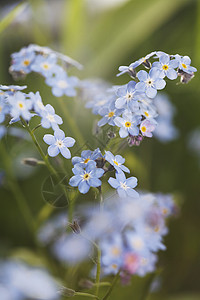 忘记我 不要忘记我花朵蓝色植物背景图片