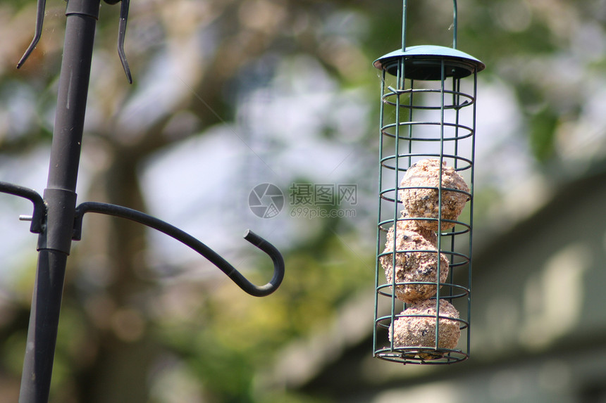 鸟类饲料鸟玉米磁盘种子房子后院麻雀向日葵花园野生动物歌曲图片