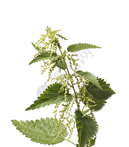 刺纹织物荨麻草本植物植物群背景图片