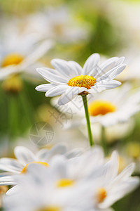 夏月花花宏观花朵雏菊植物群背景图片