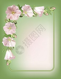 花框框架花园花期花瓣插图艺术季节植物植物群绘画叶子背景图片