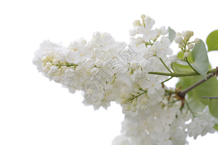 白银紫丁香衬套花园花朵白色背景图片