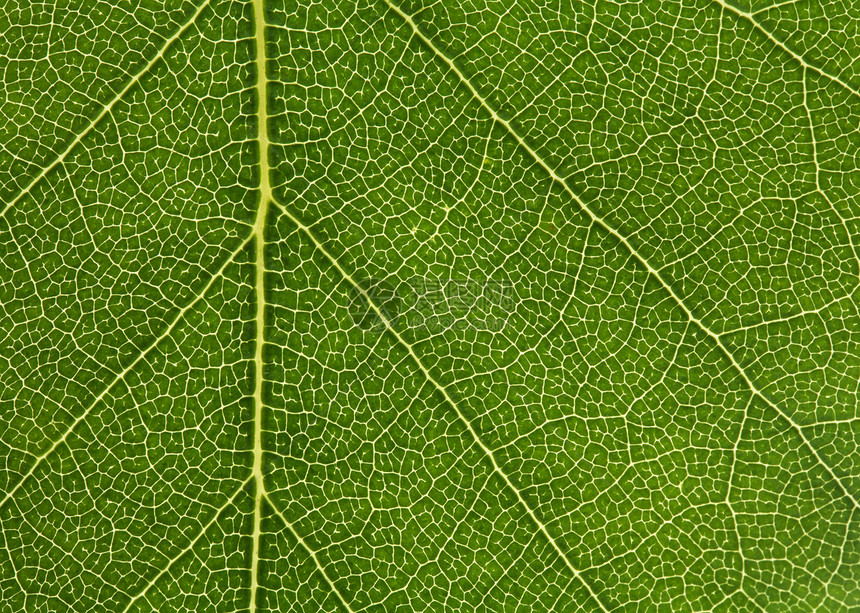 叶子绿色静脉图片