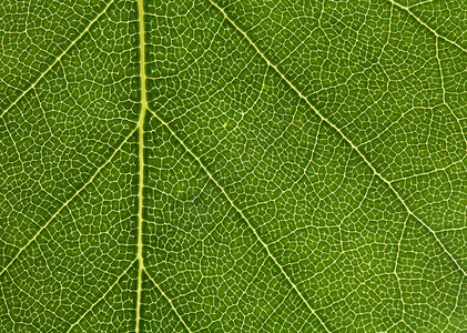 叶子绿色静脉背景图片