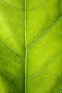 绿叶宏观生长线条植物静脉叶子绿色网络活力树木对角线背景图片