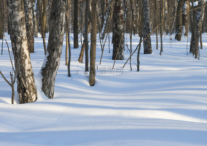 冬季森林季节树林线条天气场景树干蓝色晴天阴影阴霾图片