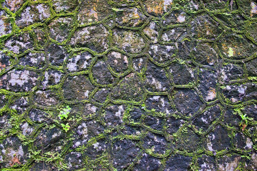 绿苔墙石头植物苔藓图片