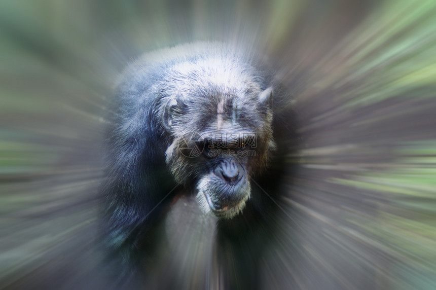焦点猴子图片