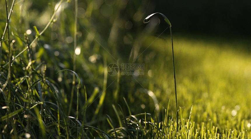 绿草公园背景植物灯光场景农业场地黄色水平活力图片