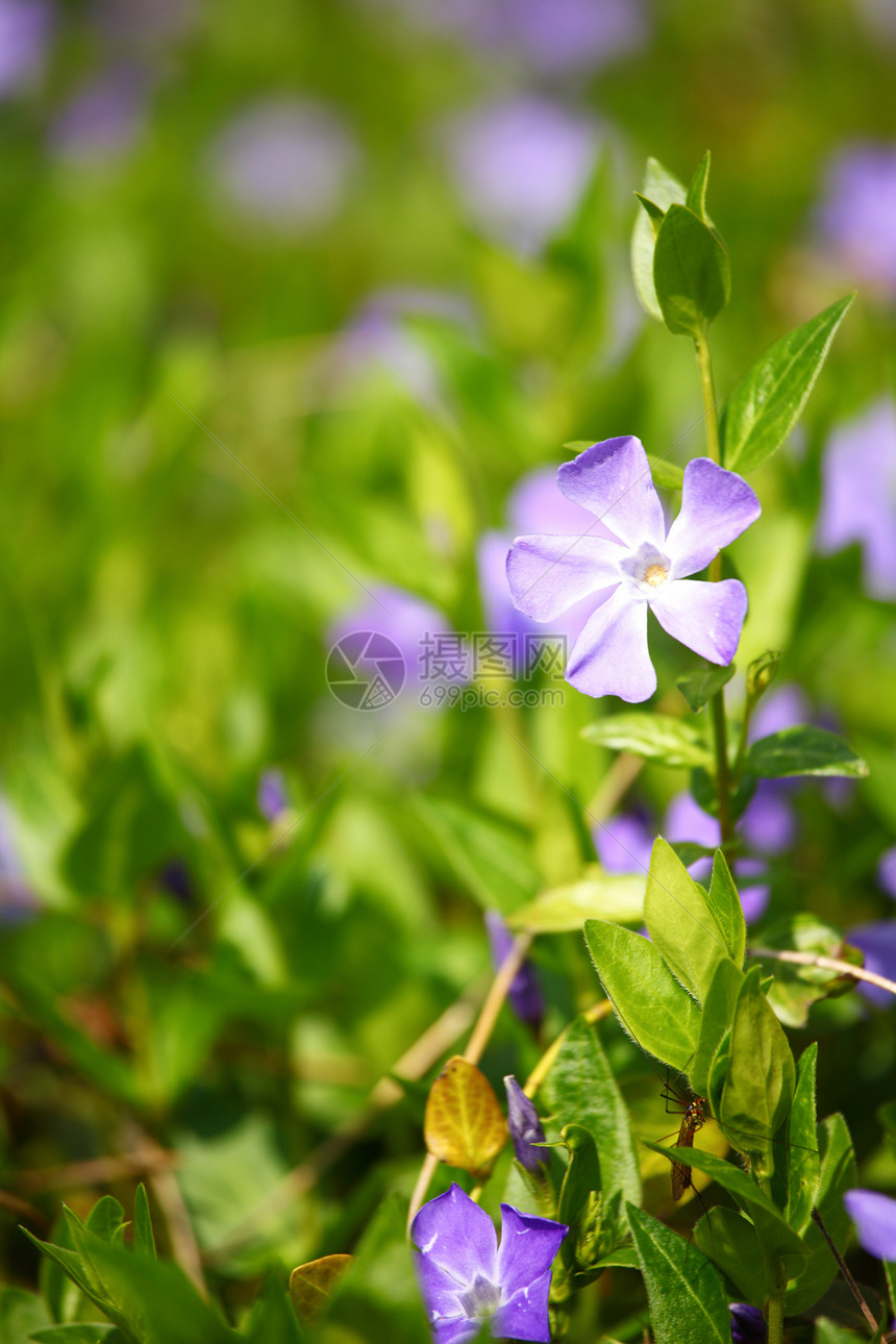 青草中的粉红花蓝色植物群宏观叶子季节花园美丽紫色园艺花瓣图片
