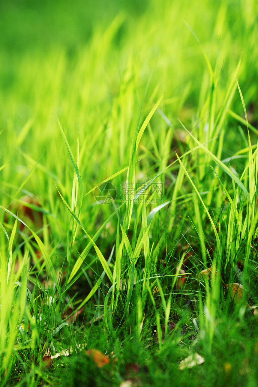 绿绿草植物群花园植物生活场地天气环境叶子草地精神图片
