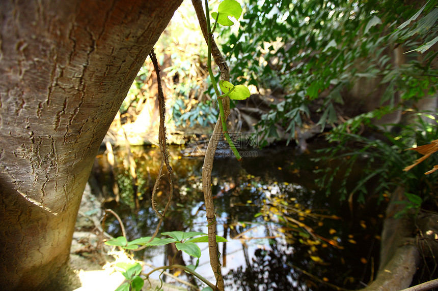 丛林森林岩石木头叶子阳光生活晴天季节环境公园生长图片