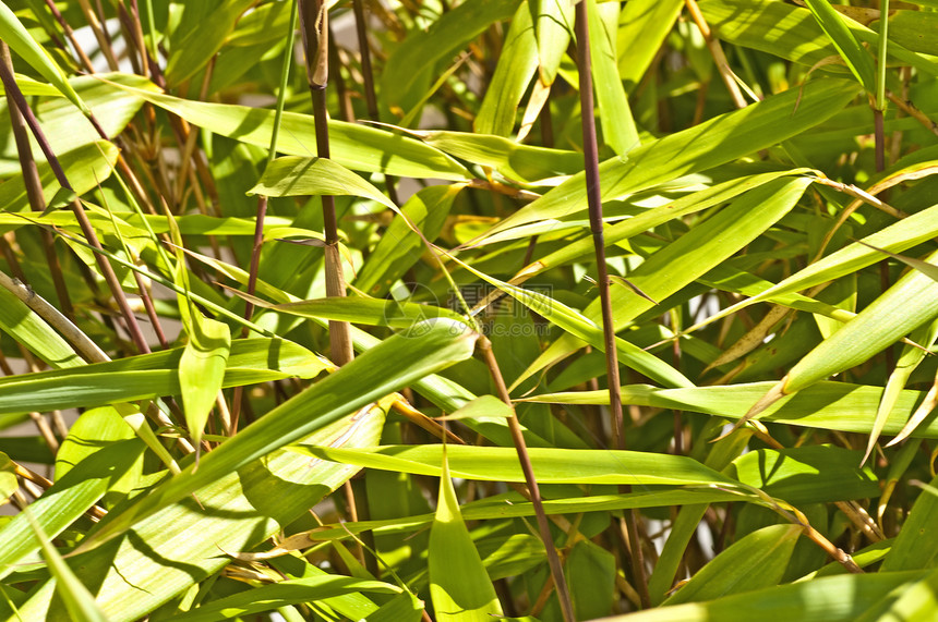 竹子丛林边界热带生活叶子生长植物环境花园园艺图片
