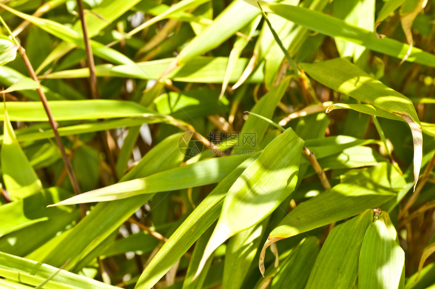 竹子环境丛林风水叶子生长植物文化运气花园森林图片