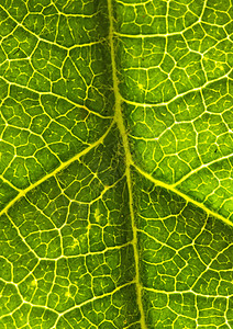 叶子的缝合生物静脉绿色船只植物叶绿素植物群宏观背景图片