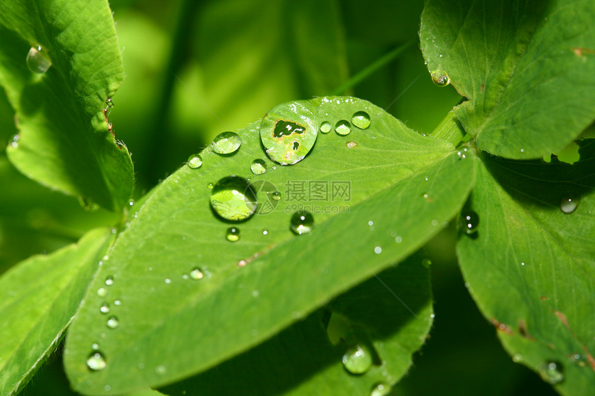 叶子上的水滴雨滴天气绿色生长草地露珠环境生活宏观液体图片