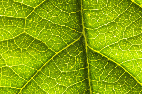 叶子的缝合宏观植物群植物生物船只叶绿素静脉绿色背景图片