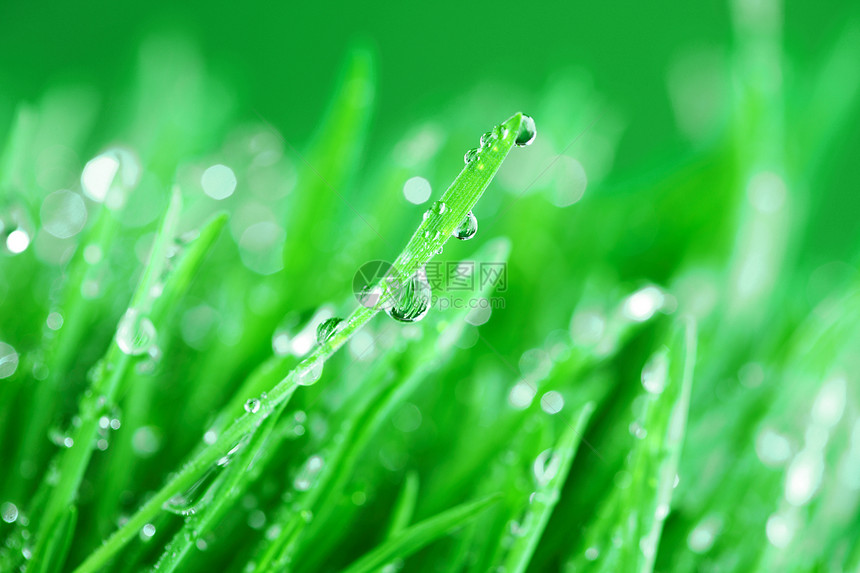 树本背景雨滴草本植物植物宏观刀刃生长液体气候水滴反射图片