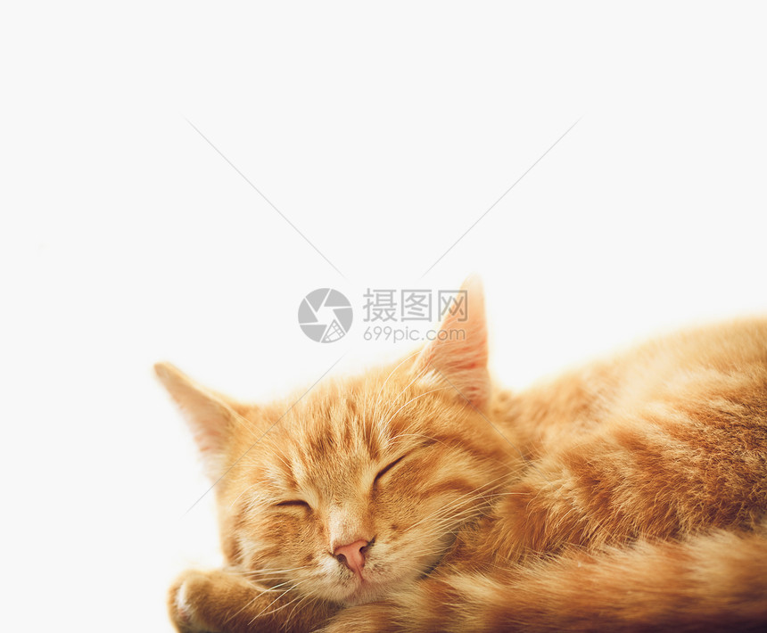 小红猫睡在白色背狗上图片