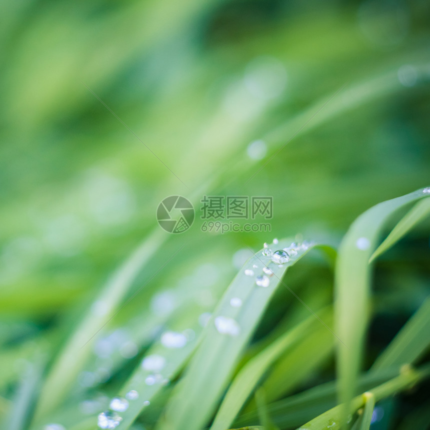 新鲜绿草上滴水杂草绿色植物群雨滴环境植物叶子水电发芽生活图片