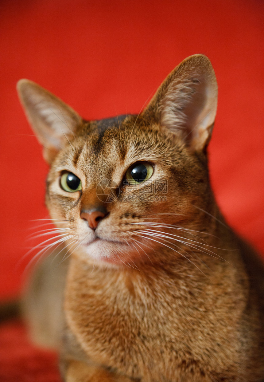 猫王橙子小猫耳朵头发毛皮眼睛动物男性好奇心宠物图片