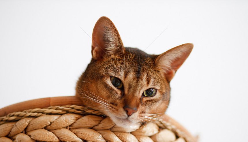 猫王男性动物眼睛耳朵短发晶须猫科动物头发好奇心食肉图片