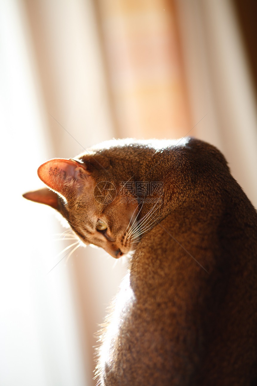 猫王耳朵头发动物毛皮宠物注意力短发橙子猫科动物小猫图片