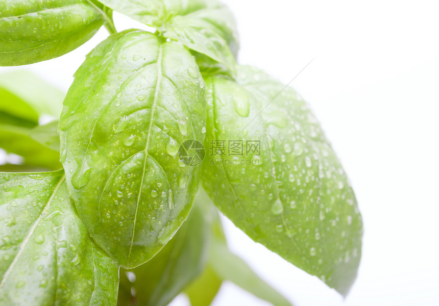 Basil 叶子草本味道草本植物食物白色蔬菜烹饪美食香气植物图片