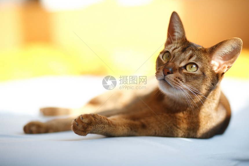 猫王连体小猫晶须橙子毛皮好奇心宠物猫科动物头发注意力图片