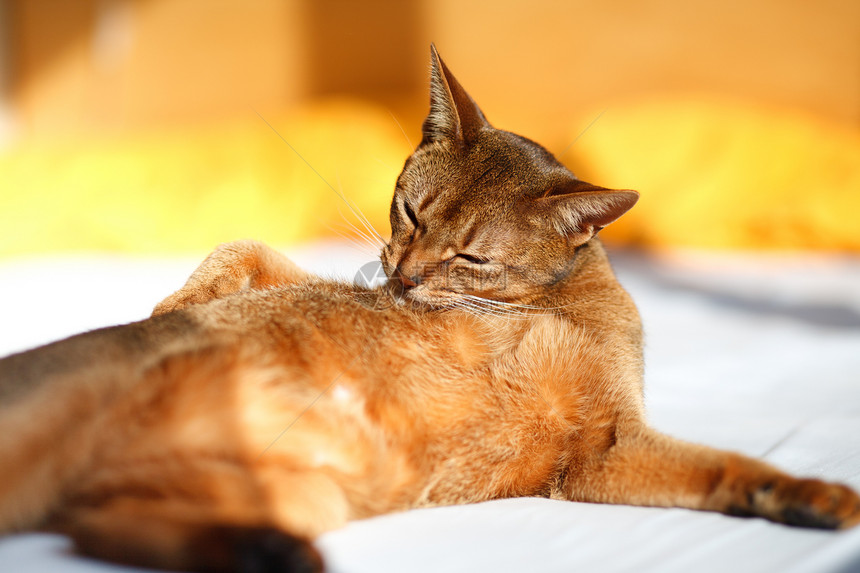 猫王头发猫科动物食肉短发小猫生活橙子好奇心毛皮男性图片