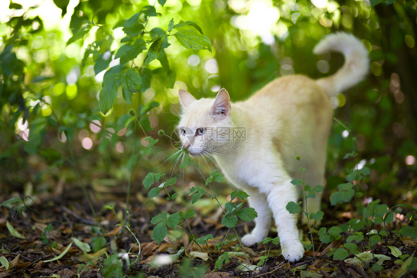 猫王动物男性短发食肉橙子头发小猫耳朵眼睛宠物图片