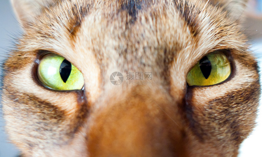 猫王动物宠物耳朵注意力毛皮橙子食肉眼睛短发小猫图片