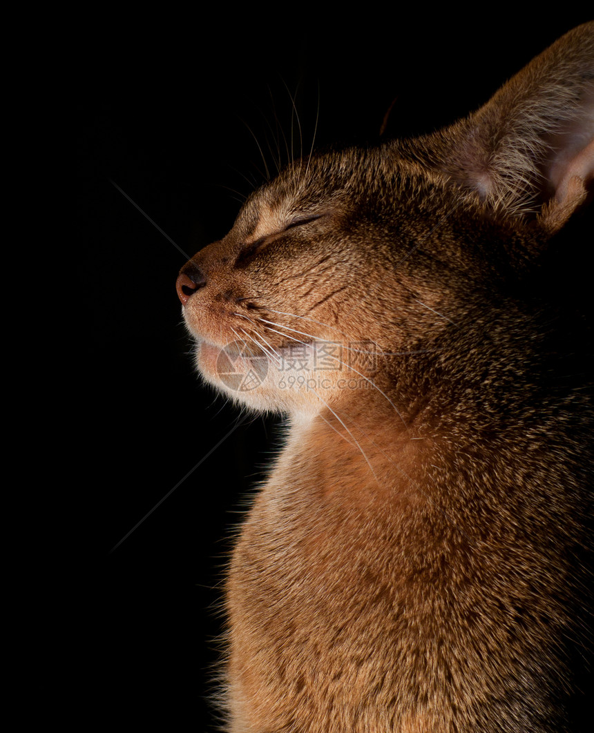 猫王宠物眼睛连体耳朵注意力动物头发男性好奇心短发图片