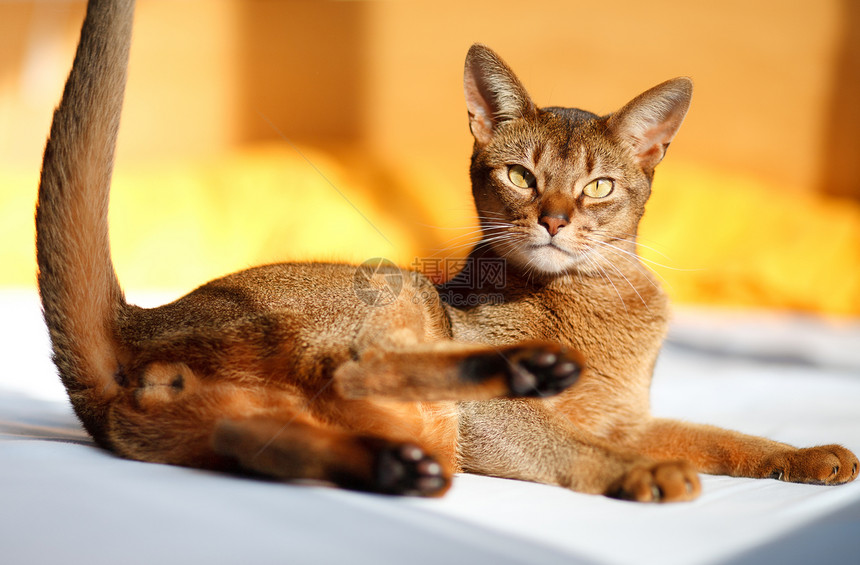 猫王宠物猫科动物头发晶须男性短发注意力橙子食肉连体图片