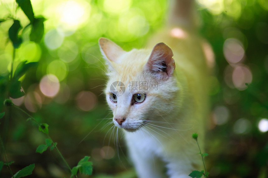 猫王小猫注意力宠物头发毛皮动物橙子晶须眼睛生活图片