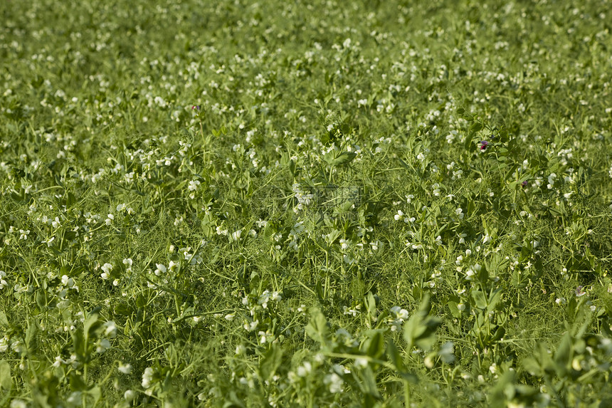 种植的豌豆食物种植园树苗性质植物群农业叶子宏观绿色蔬菜图片