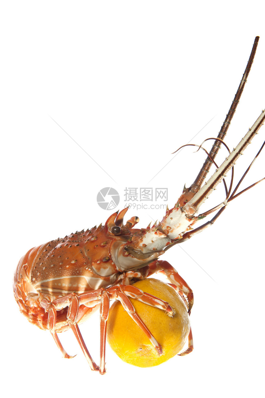 龙虾加柠檬美食营养香菜南瓜动物甲壳饮食图片