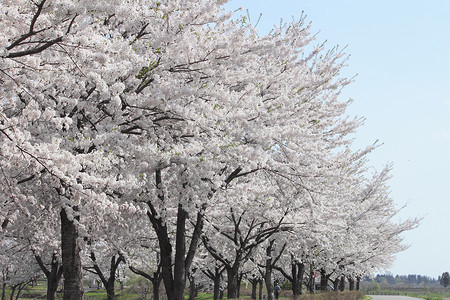 花樱花和蓝天 在卡库诺亚特晴天季节叶子粉色科学江户角馆背景