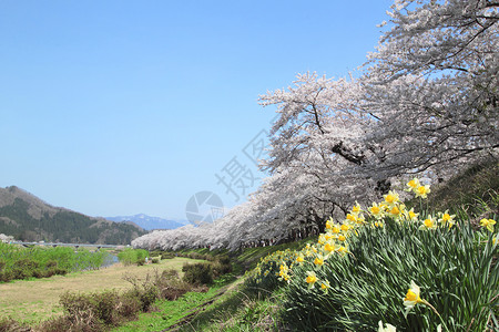 开花在Kakunolate的樱花晴天粉色叶子角馆科学黄色江户季节背景