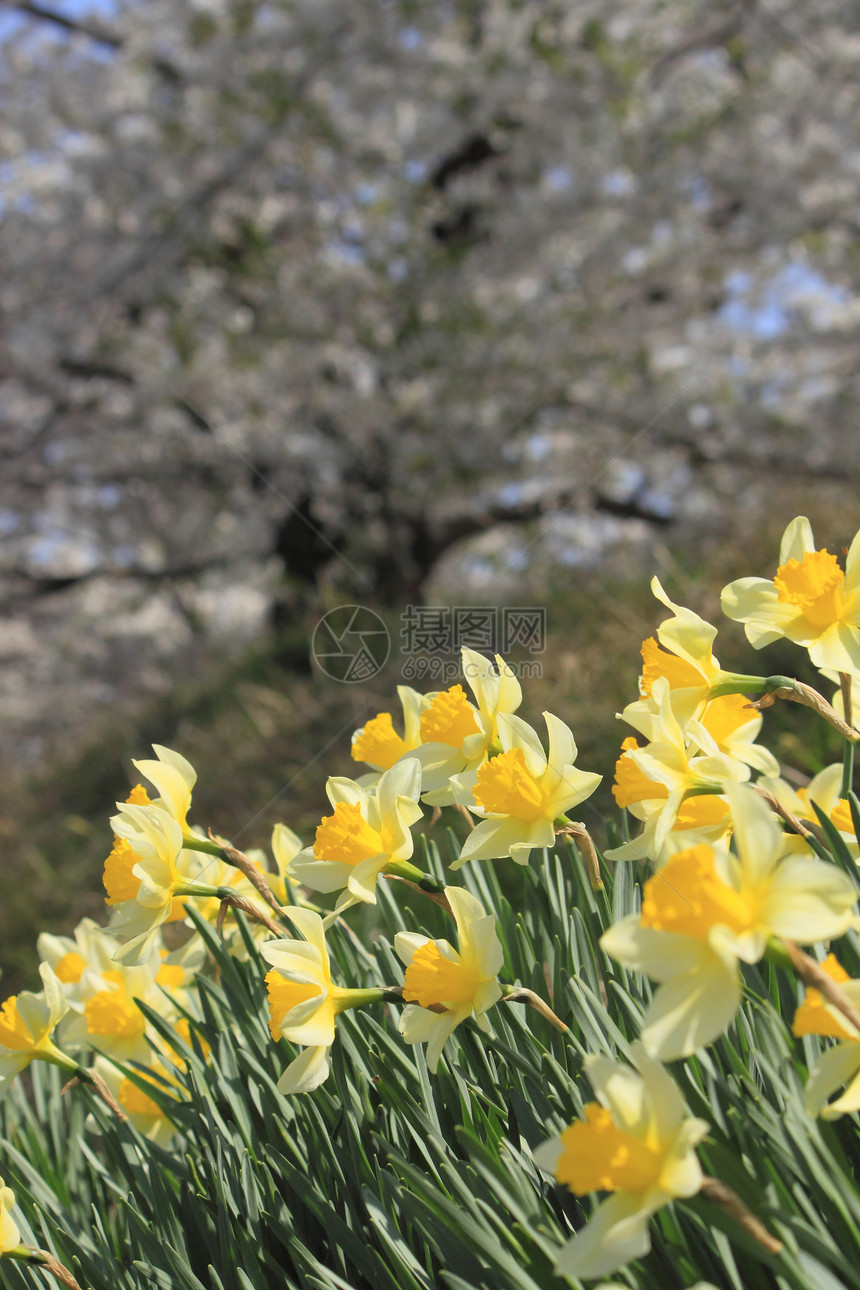 开花在Kakunolate的樱花黄色叶子江户角馆科学晴天季节粉色图片